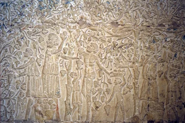 古代エジプト、壁画、ペトシリスの墓、ツナ・エル・ゲベル、紀元前300年、ワイン造りのためのブドウ摘み（写真）