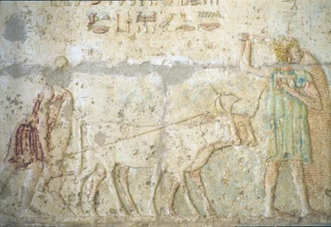 古代エジプト、壁の彫刻／絵画、ペトシリスの墓、トゥナ・エル・ゲベル、紀元前300年、耕作と作物の種まき（写真）