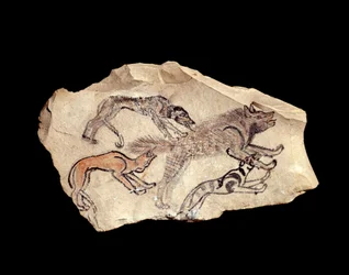 エジプトの古代遺跡：石灰岩のオストラコン（複数形：オストラカまたはオストラカ）（陶器）は、ハイエナを狩る3匹の犬を表現している。紀元前1300〜1070年。日。0,15x0,08 m Deir el Medinehより。パリ、ルーヴル美術館