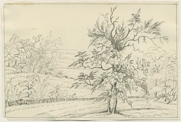 Cannock Chase: pen and pencil drawing, nd [?19 cent] (drawing)