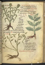 ハーレー 4986 f.23 ニンフィア; イサティス; クリシオン、「De medicaminibus herbarum liber (A herbal)」から Pseudo-Apuleius Platonicus,