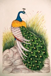 絹に描かれた細密画：クジャク