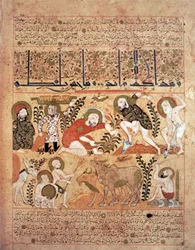 「Kitab al-Diryaq」解毒剤の本からの挿絵、Pseudo-Gallen (vellum) 作
