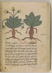 Or 3366 f.144v 雄と雌のマンドラゴラ、ペダニウス・ディオスコリデス著「Kitab Disquridis」より、735年