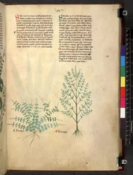Egerton 747 Tractatus de herbis (ハーブ) c.1280-1310 (ベラムにインクとカラー)