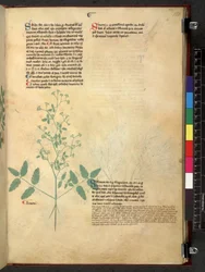Egerton 747 Tractatus de herbis (ハーブ) c.1280-1310 (ベラムにインクとカラー)