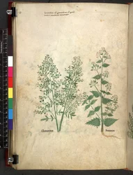 Egerton 747 Tractatus de herbis (ハーブ) c.1280-1310 (ベラムにインクとカラー)
