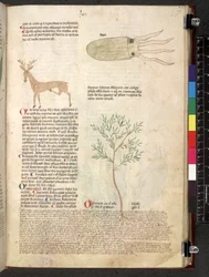 Egerton 747 Tractatus de herbis (ハーブ) c.1280-1310 (ベラムにインクとカラー)