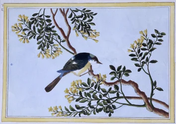 鳥 - 日本のプリント