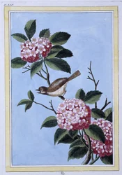 鳥 - 日本のプリント