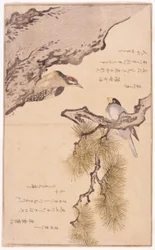 木の上の二羽の鳥