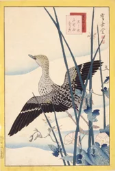 鴨