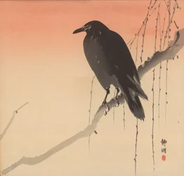 柳の枝に乗った黒いカラス
