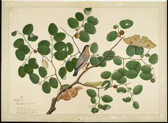 1777年にレディインピーから委託されたシリーズのフォリオ、インディアンナツメの木にある2つのAntheraeaの蛾、キャタピラー、コクーンが付いたブラフニースターリング