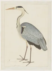 グレイ・ヘロン、レディ・インピーの委託によるシリーズのフォリオ、c.1780-82