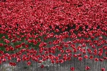 Blood Swept Lands and Seas of Red、ロンドン塔、2014年。