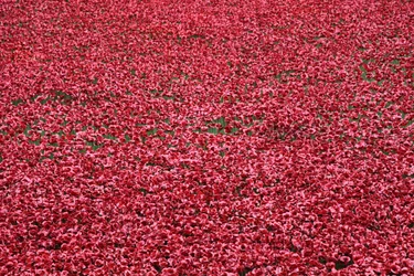 Blood Swept Lands and Seas of Red、ロンドン塔、2014年。