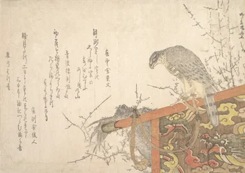 止まり木につながれた鷹。