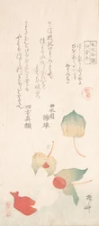 冬のサクランボ。