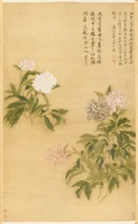 牡丹、掛軸