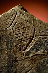 先史時代の石灰岩から発見されたエレガントな横顔の彫刻。