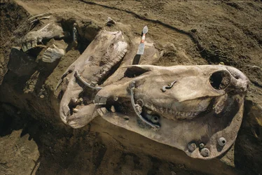 2022年、スキタイの墓に埋葬された手綱のついた馬の頭蓋骨（写真）。
