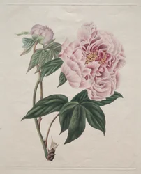 中国の木の牡丹 (Paeonia suffruticosa)