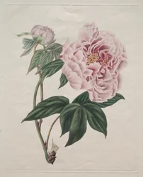 中国の木の牡丹 Paeonia suffruticosa、c。 1820年。