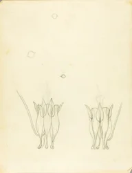アカシア