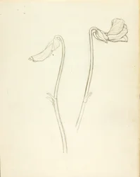 閉じた花と開いた花