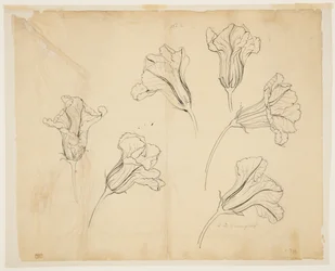 かぼちゃやかぼちゃの花の研究