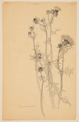 アザミ植物の研究
