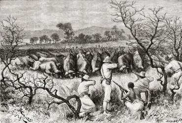 「アフリカピントレスカ」からの19世紀後半の中央アフリカの水牛の狩猟、1888年公開