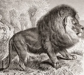 現在は絶滅したケープライオン（1885年頃の版画『La Vida de los Animales』より）