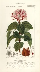 Achiote または口紅の木、Bixa orellana