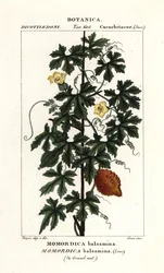 アフリカキュウリ、Momordica balsamina