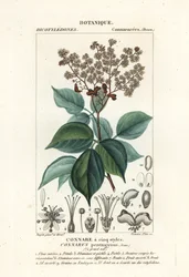 アゲラエア・ペンタジナ