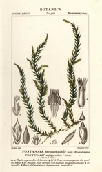 解熱剤 fontinalis コケ、Fontinalis antipyretica