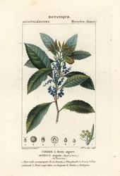 ヤマモモ、Morella pubescens