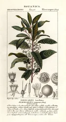 ブルーベリー灰、Elaeocarpus cyaneus