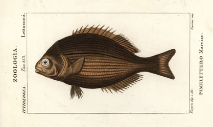 アブラナ科、Kyphosus vaigiensis