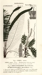 剛毛シダ、Trichomanes botryoides