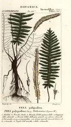 剛毛シダ、Trichomanes elegans