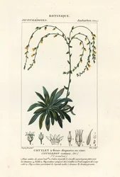キャニオン ライブ フォーエバー、Dudleya cymosa
