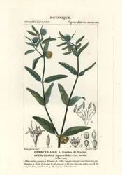 粗悪臭草、Opercularia aspera