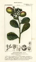 ココプラム、Chrysobalanus icaco