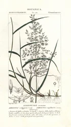 一般的な曲がり、Agrostis capillaris