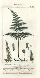 一般的なワラビまたはブレーキ、Pteridium aquilinum