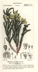 一般的な綿の茂み、Berzelia lanuginosa