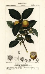一般的なグァバ、Psidium guajava